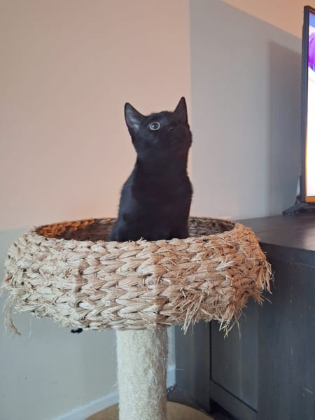 Pippi