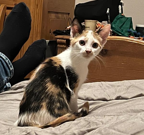 Elsa