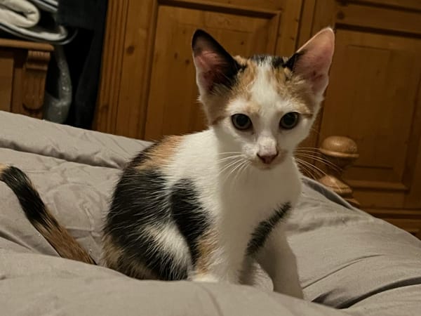 Elsa