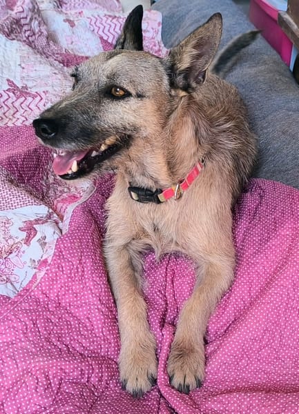 LOLO (Rescate)