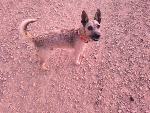LOLO (Rescate)