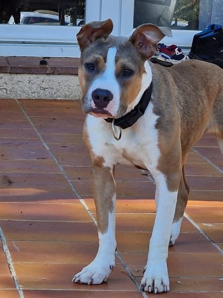 ALYBI