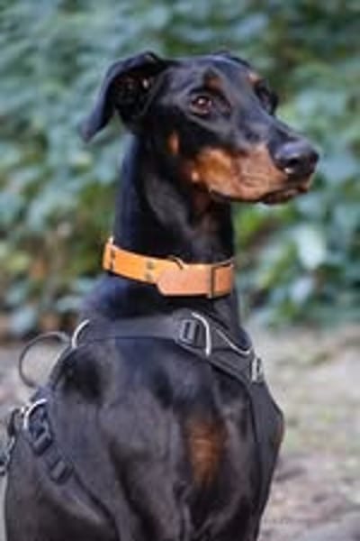 LAYA