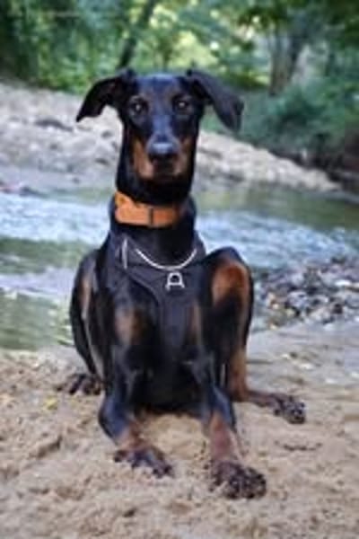 LAYA