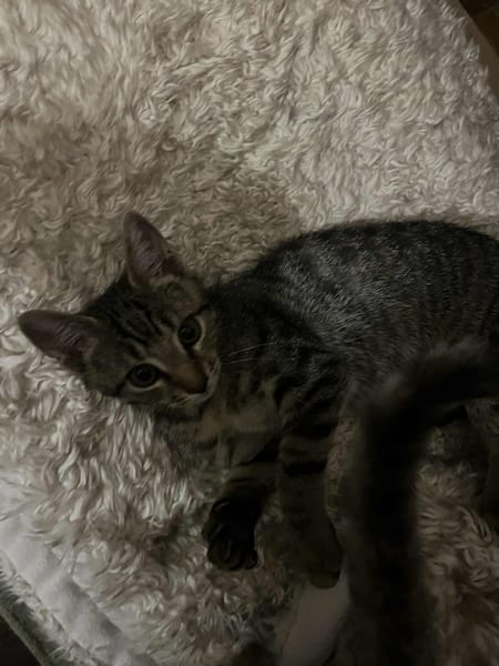 Victor