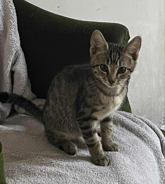 Diego
