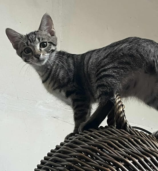Diego
