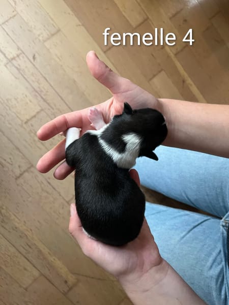 Freya