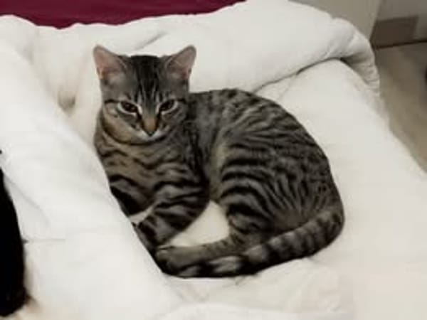 OSIRIS