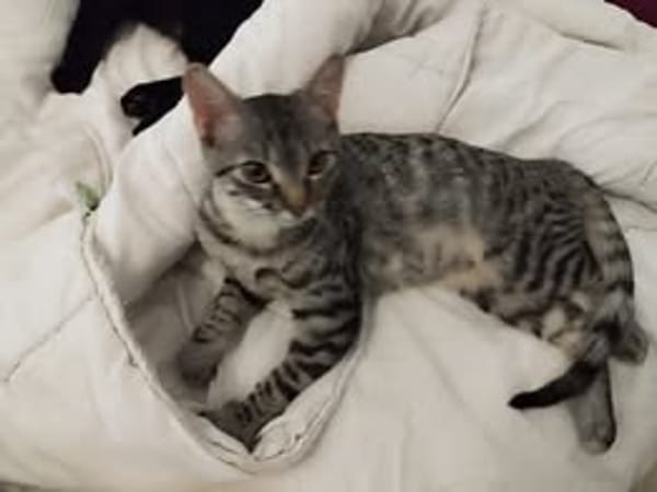 OSIRIS