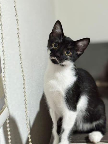 🐾Kater Dobby sucht ein Zuhause! ✨
