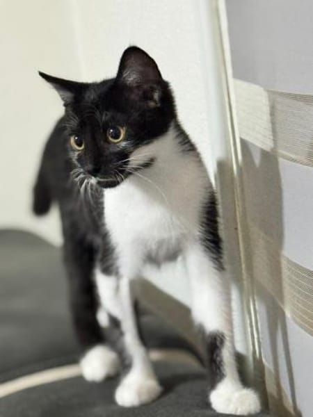 🐾Kater Dobby sucht ein Zuhause! ✨