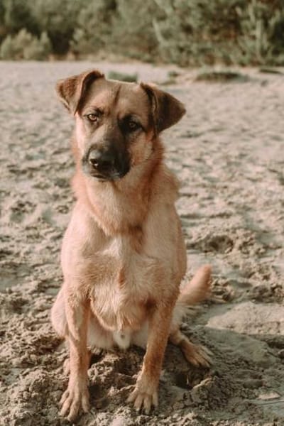 großer Mischling Koda sucht sein Zuhause