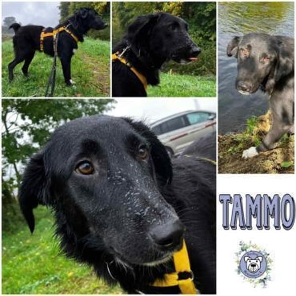 TAMMO * Freundlicher Hundejunge