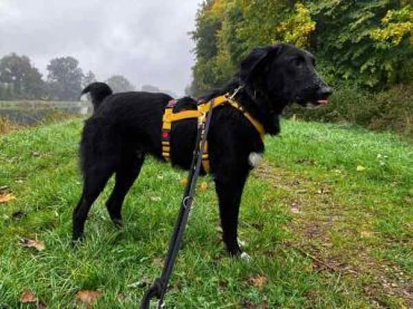 TAMMO * Freundlicher Hundejunge