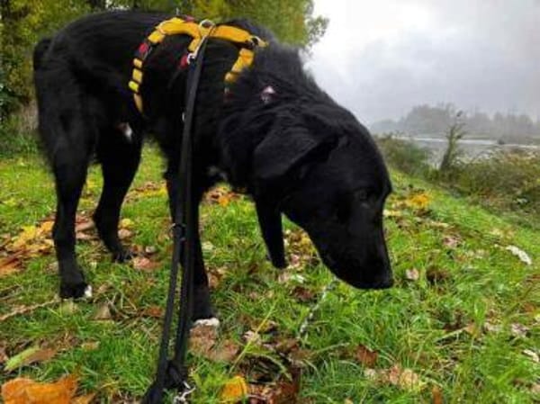 TAMMO * Freundlicher Hundejunge