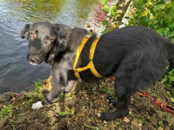 TAMMO * Freundlicher Hundejunge