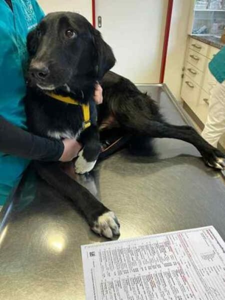 TAMMO * Freundlicher Hundejunge