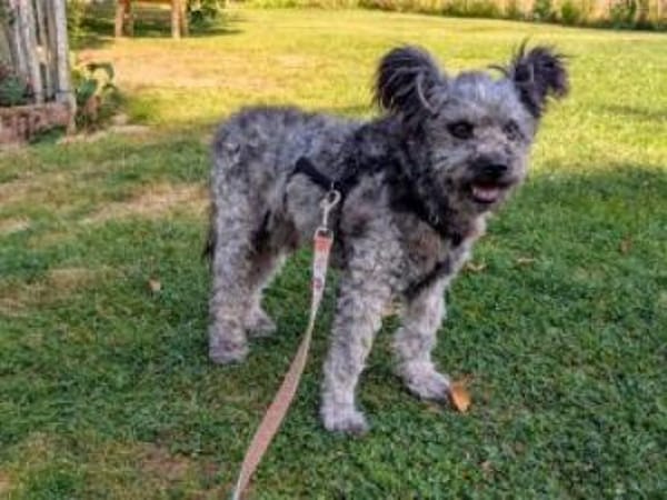 Toto 40 cm (Pflegestelle)