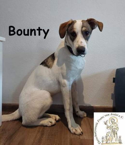 Bounty wird mutig und entdeckt die Welt