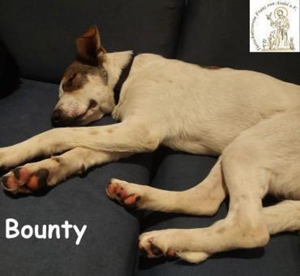 Bounty wird mutig und entdeckt die Welt