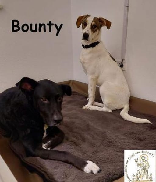 Bounty wird mutig und entdeckt die Welt