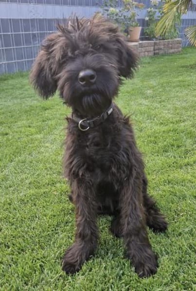 Rokko, Riesenschnauzer (geb. 05/2025)