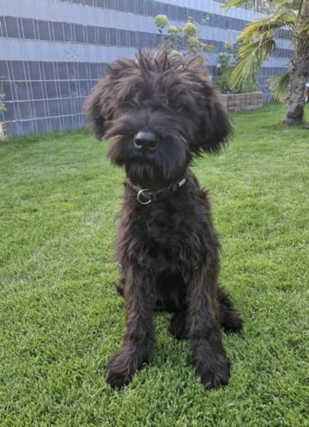 Rokko, Riesenschnauzer (geb. 05/2025)