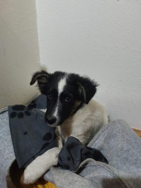 Gonzosucht sein großes Glück 🐾💕🍀