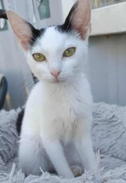 Kleine Kali sucht Zuhause