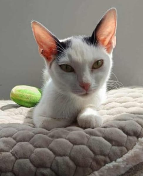 Kleine Kali sucht Zuhause