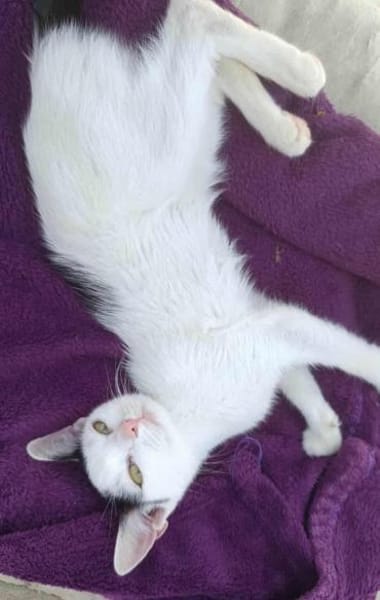 Kleine Kali sucht Zuhause