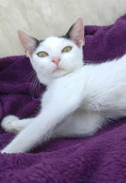 Kleine Kali sucht Zuhause