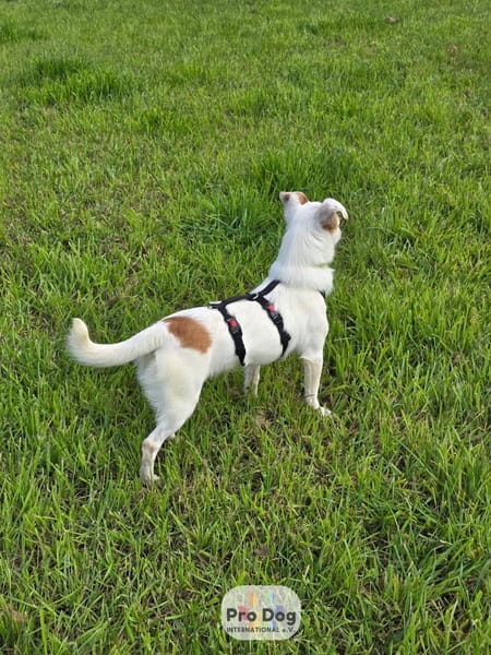 Mary-Lou auf Pflegestelle