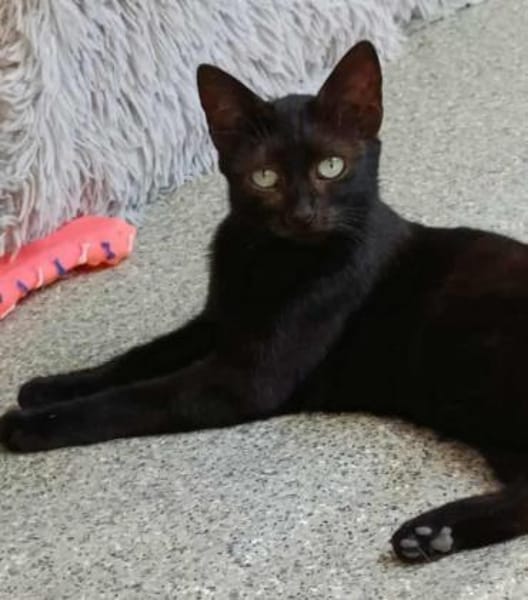 Entzückende KIKi 1,5 Jahre jung❤