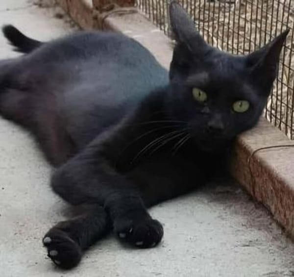 Entzückende KIKi 1,5 Jahre jung❤