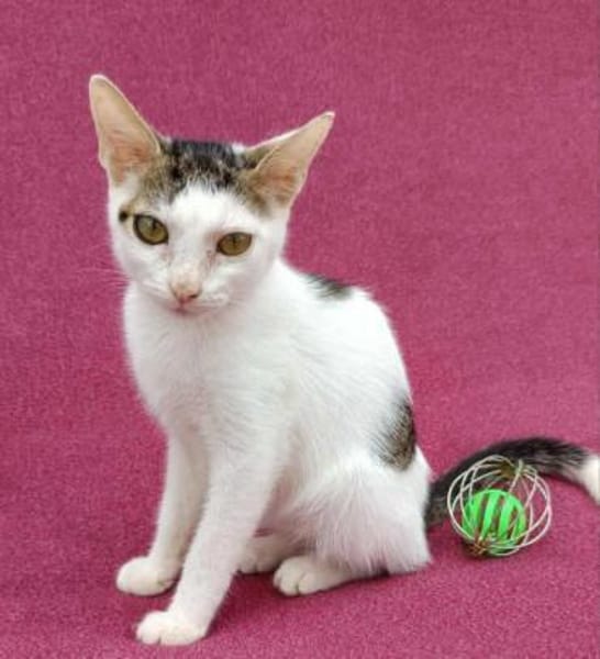 Kleine entzückende Katze KiRA 5,5 Monate