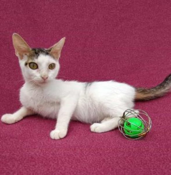 Kleine entzückende Katze KiRA 5,5 Monate