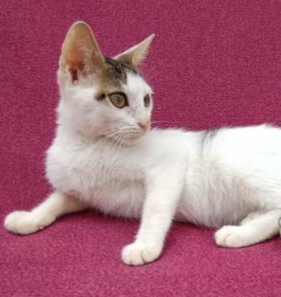 Kleine entzückende Katze KiRA 5,5 Monate