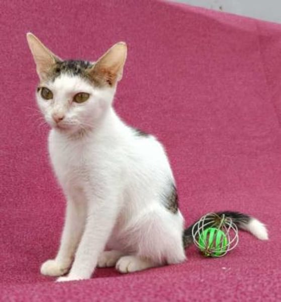 Kleine entzückende Katze KiRA 5,5 Monate