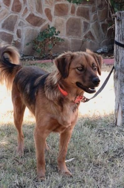 Toller Familienhund Niko