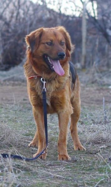 Toller Familienhund Niko