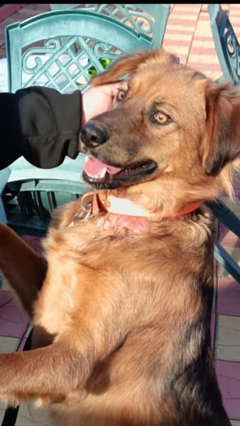 Toller Familienhund Niko