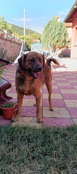 Toller Familienhund Niko