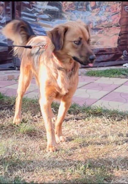 Toller Familienhund Niko