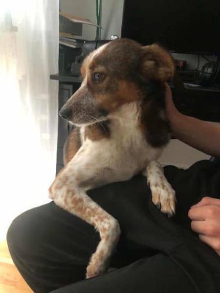 Manju - ein eher ruhiger Hund