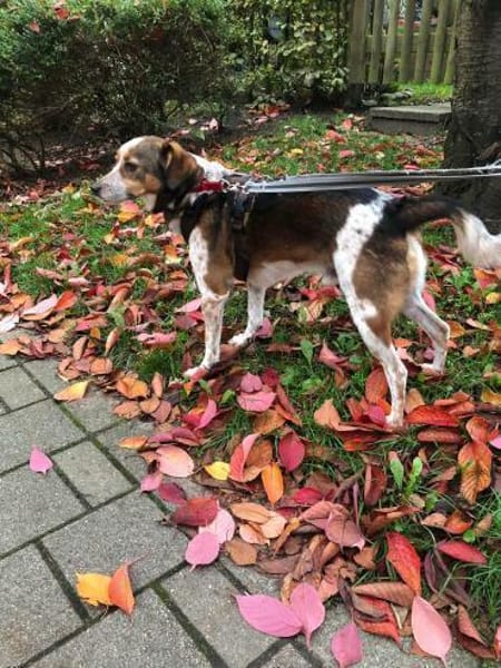 Manju - ein eher ruhiger Hund