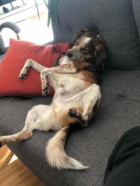 Manju - ein eher ruhiger Hund