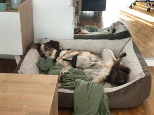 Manju - ein eher ruhiger Hund