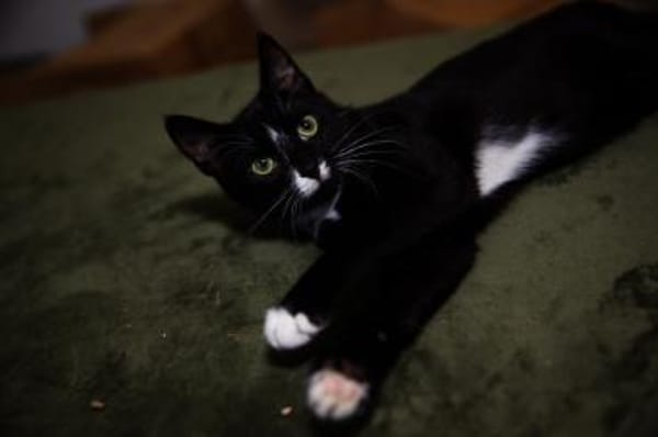 Verspielter TIBERIUS sucht sein Zuhause!